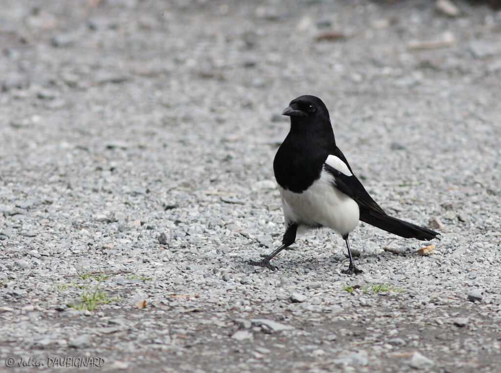 Eurasian Magpie, identification