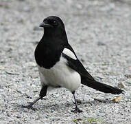 Eurasian Magpie