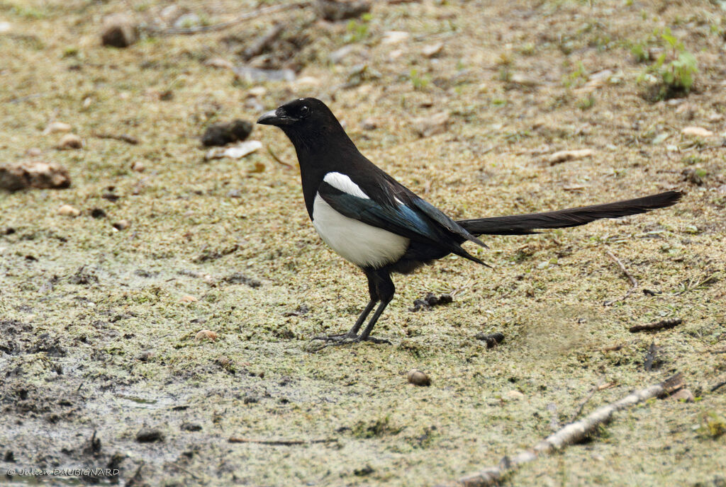 Eurasian Magpie, identification