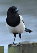 Eurasian Magpie