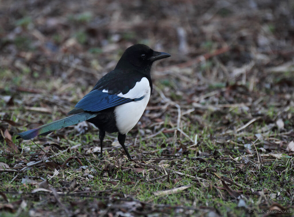 Eurasian Magpie, identification