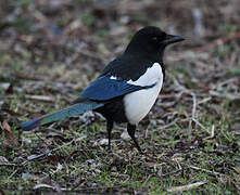 Eurasian Magpie