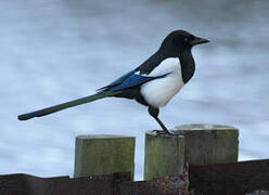 Eurasian Magpie