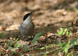 Azure-winged Magpie