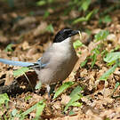 Pie bleue