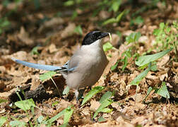 Azure-winged Magpie