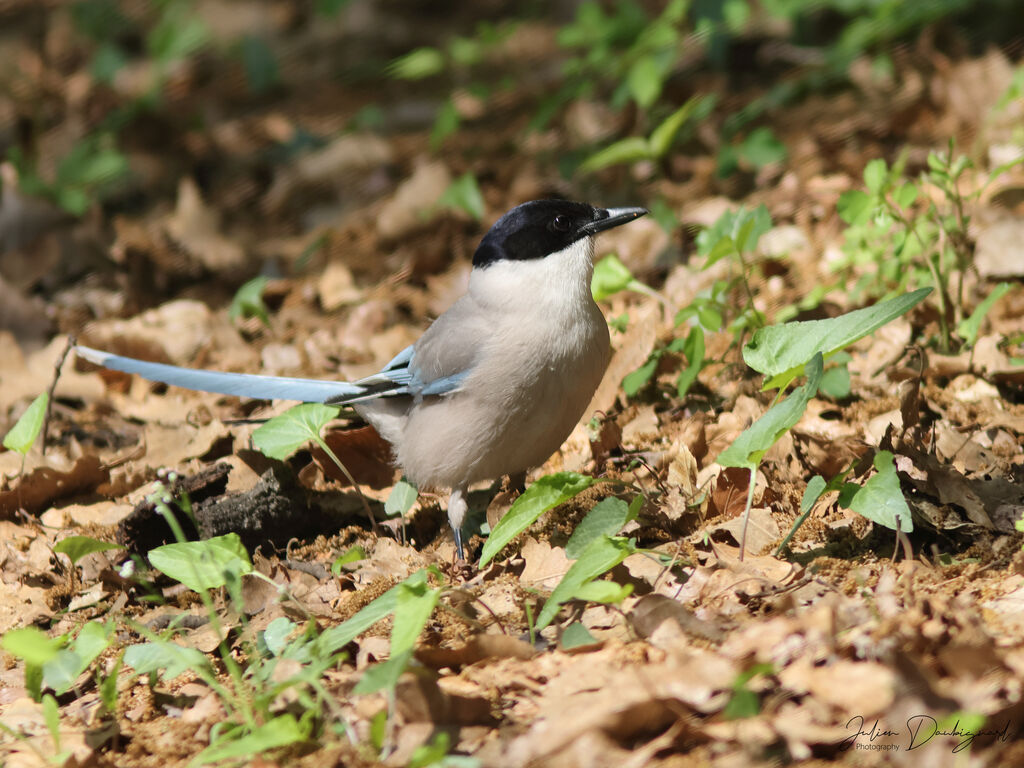 Azure-winged Magpie, identification