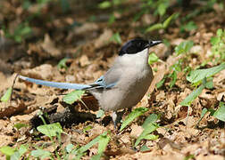 Azure-winged Magpie