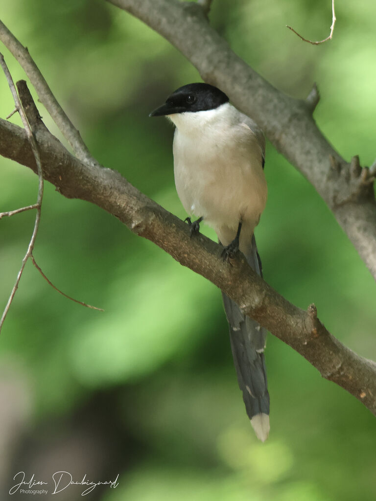 Azure-winged Magpie, identification