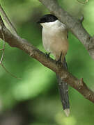 Azure-winged Magpie