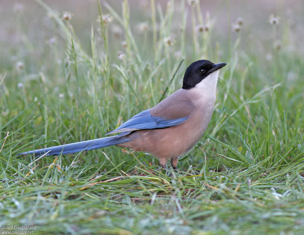 Iberian Magpieadult, identification