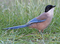 Iberian Magpie