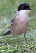 Iberian Magpie