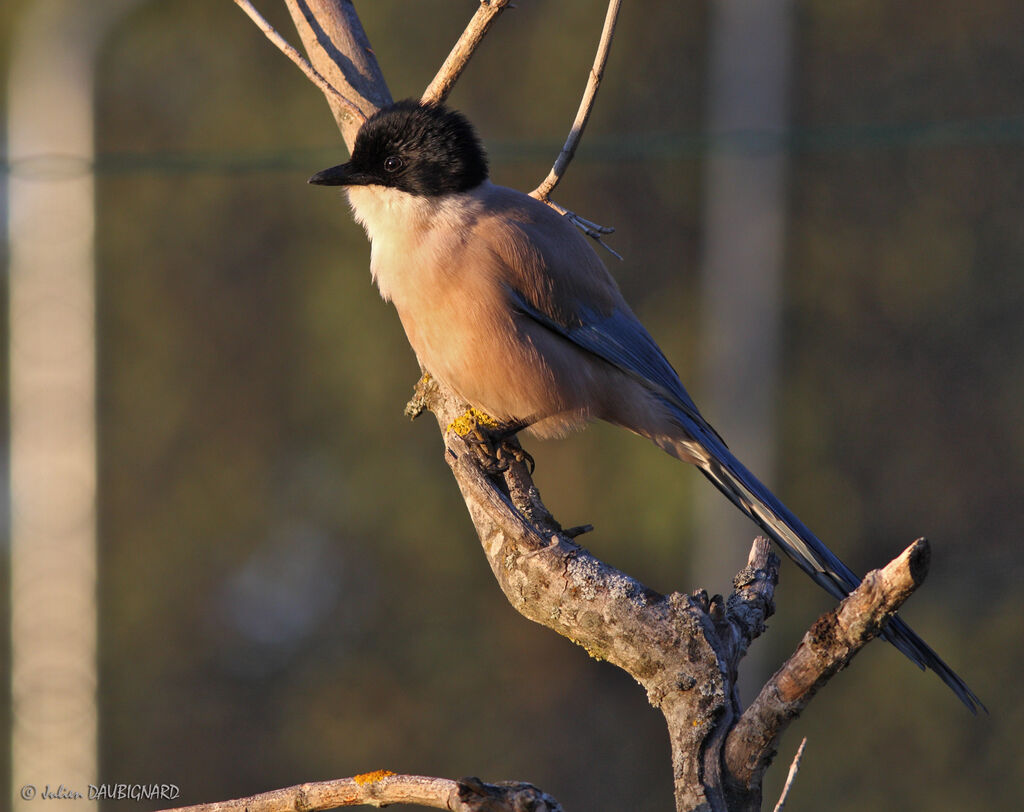 Iberian Magpieadult, identification