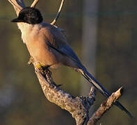 Iberian Magpie