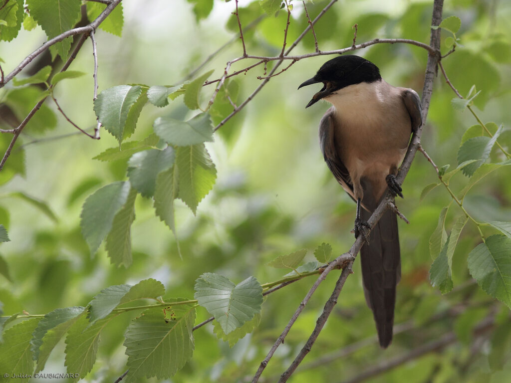 Iberian Magpieadult, identification