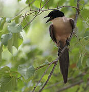 Iberian Magpie