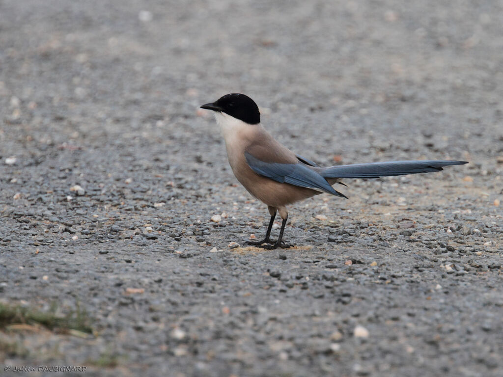 Pie ibériqueadulte, identification