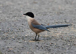 Iberian Magpie