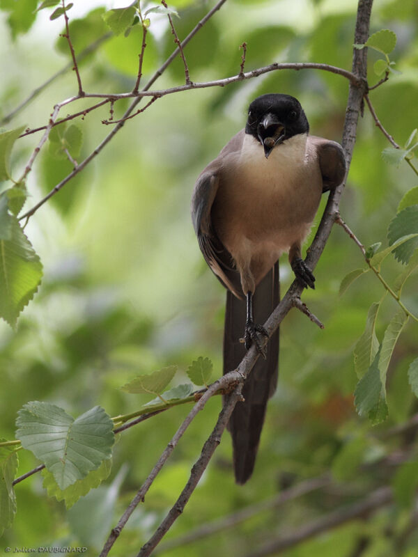 Iberian Magpieadult, identification