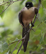 Iberian Magpie