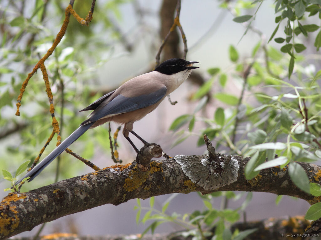 Iberian Magpieadult, identification