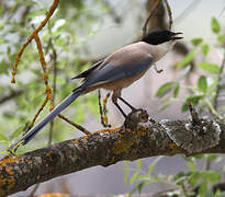 Iberian Magpie