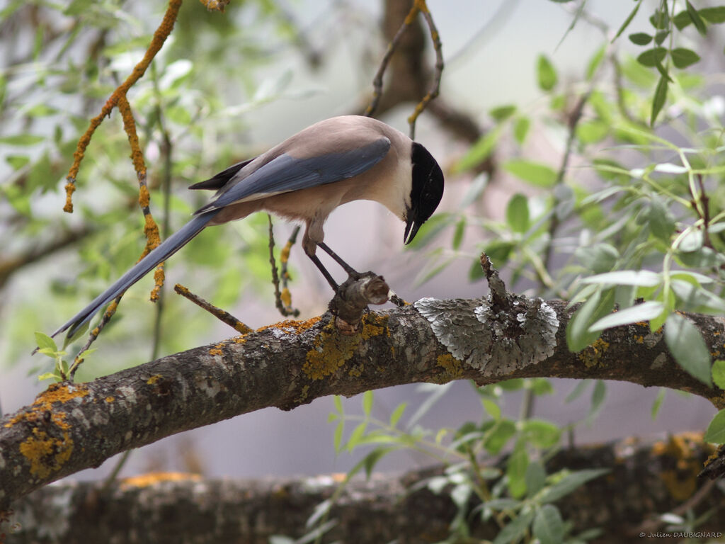 Iberian Magpieadult breeding