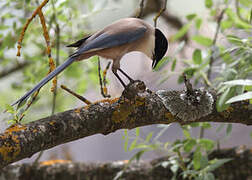 Iberian Magpie