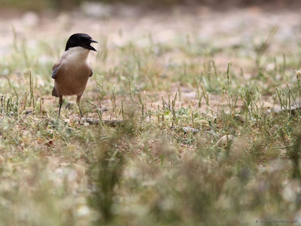 Iberian Magpieadult, identification