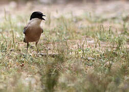 Iberian Magpie