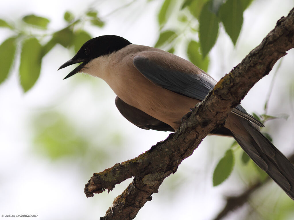 Iberian Magpieadult, identification