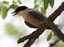 Iberian Magpie