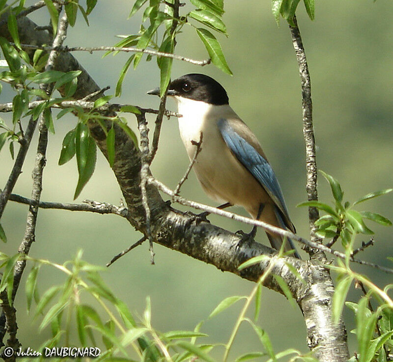 Iberian Magpie