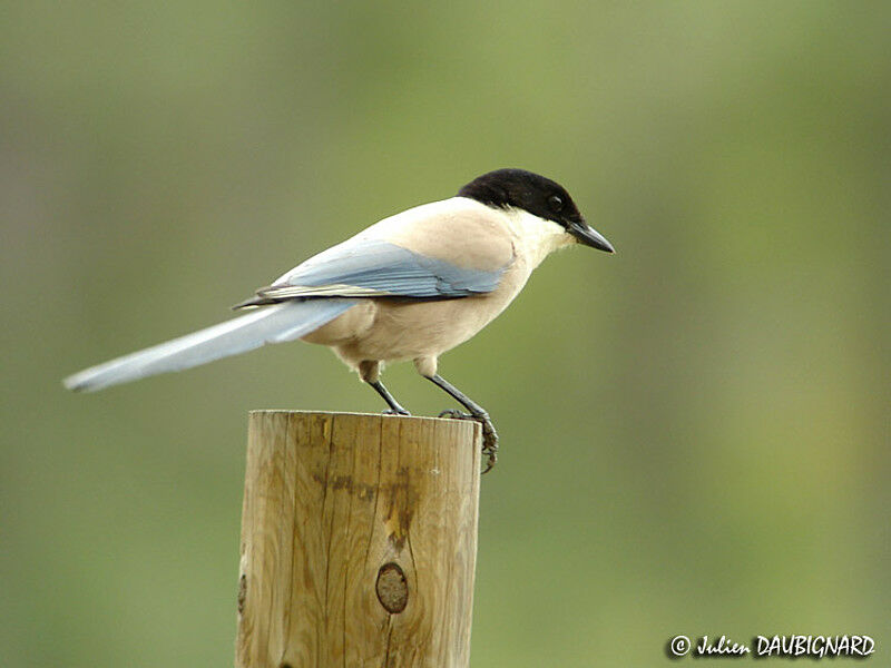 Iberian Magpie