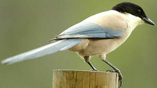 Iberian Magpie