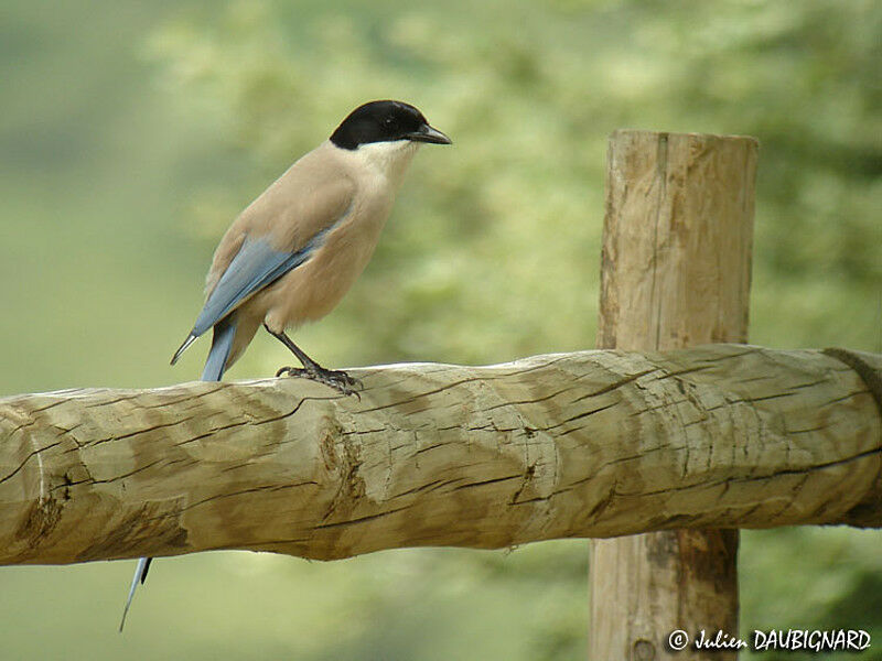 Iberian Magpie