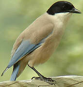 Iberian Magpie