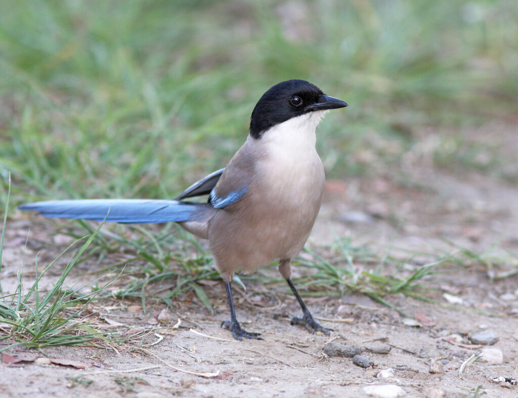 Iberian Magpieadult, identification