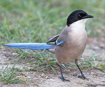 Iberian Magpie