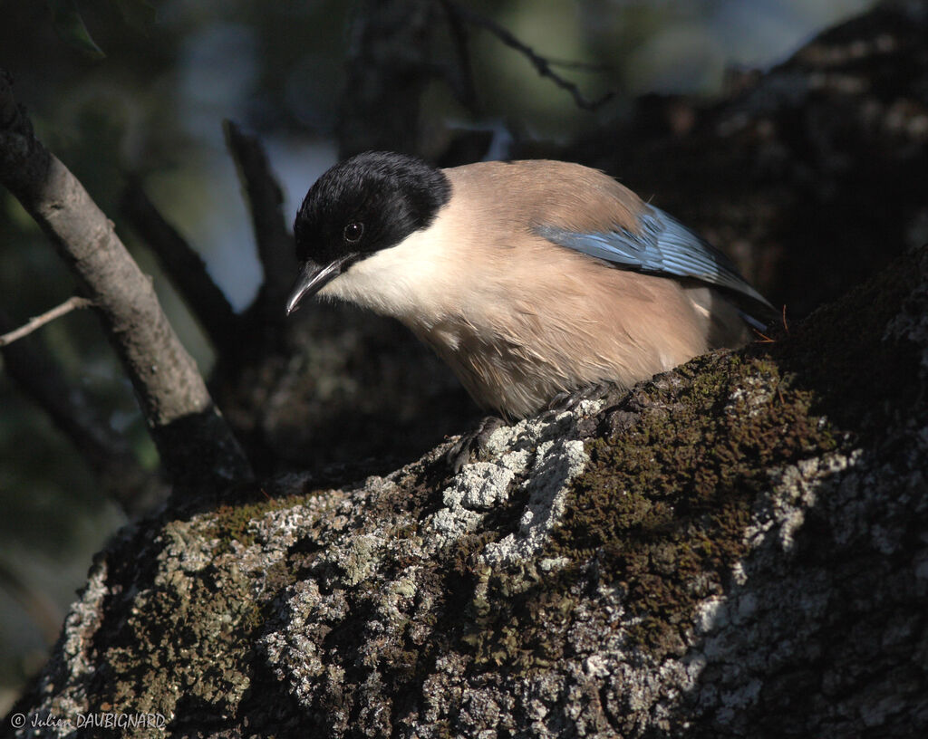 Iberian Magpieadult, identification