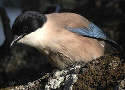 Iberian Magpie