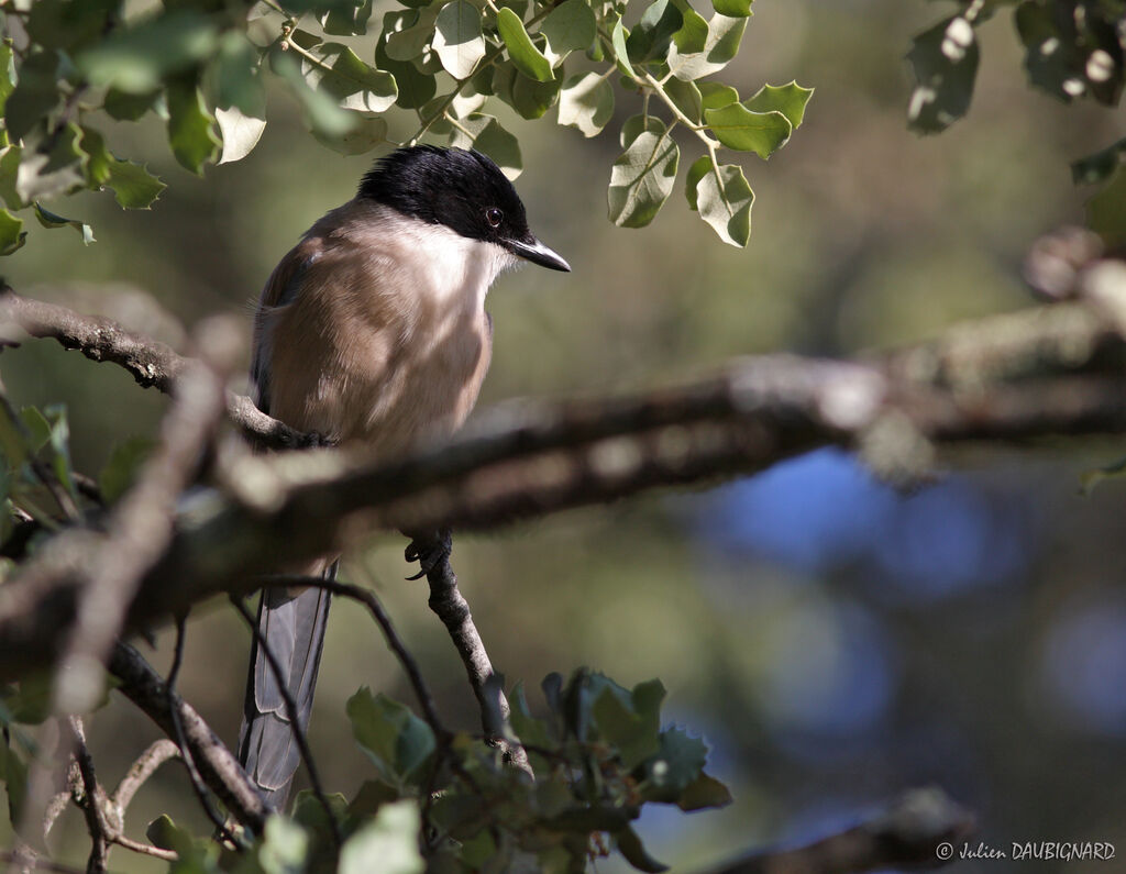 Iberian Magpieadult, identification