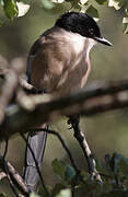 Iberian Magpie