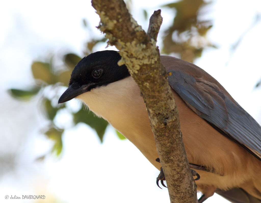 Iberian Magpieadult, identification