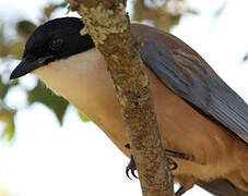 Iberian Magpie