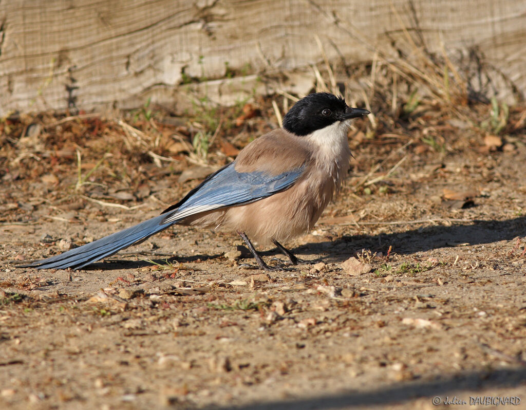 Iberian Magpieadult, identification