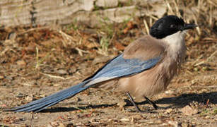 Iberian Magpie