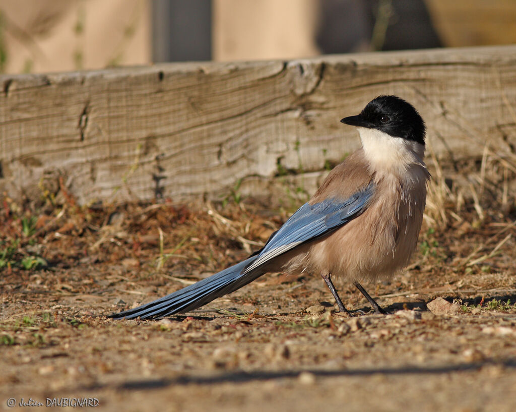 Iberian Magpieadult, identification