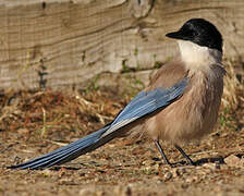 Iberian Magpie